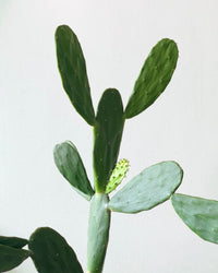 Prickly Pear Cactus (1.2) - grow pot - Potted plant - Tumbleweed Plants - Online Plant Delivery Singapore