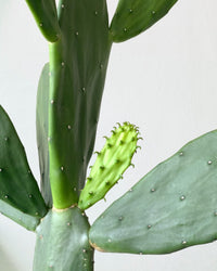 Prickly Pear Cactus (1.2) - grow pot - Potted plant - Tumbleweed Plants - Online Plant Delivery Singapore
