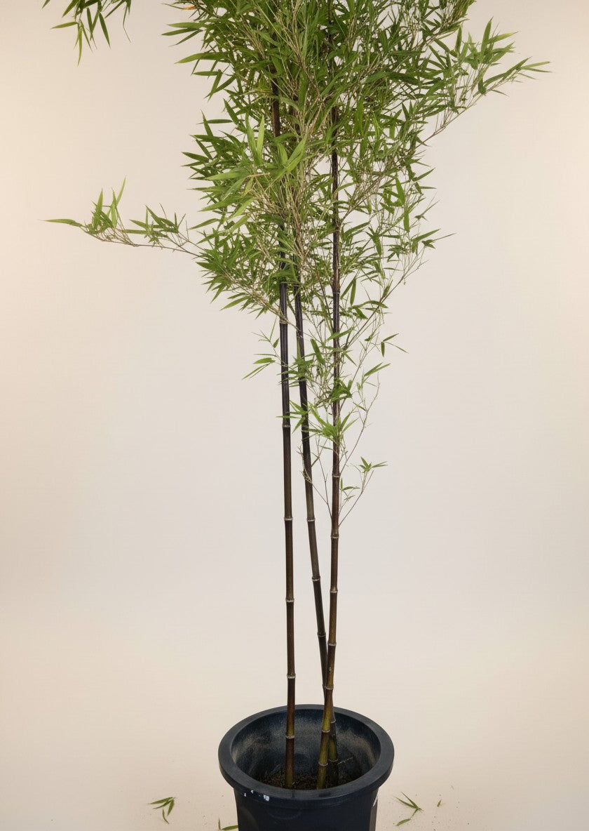 Japanese Bamboo Nigra - Japan