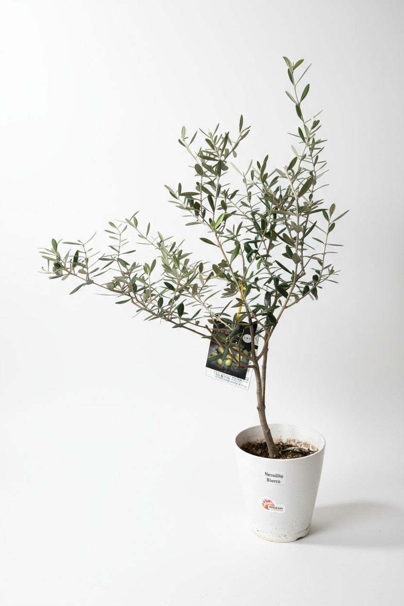 Olive Tree Standard - Japan
