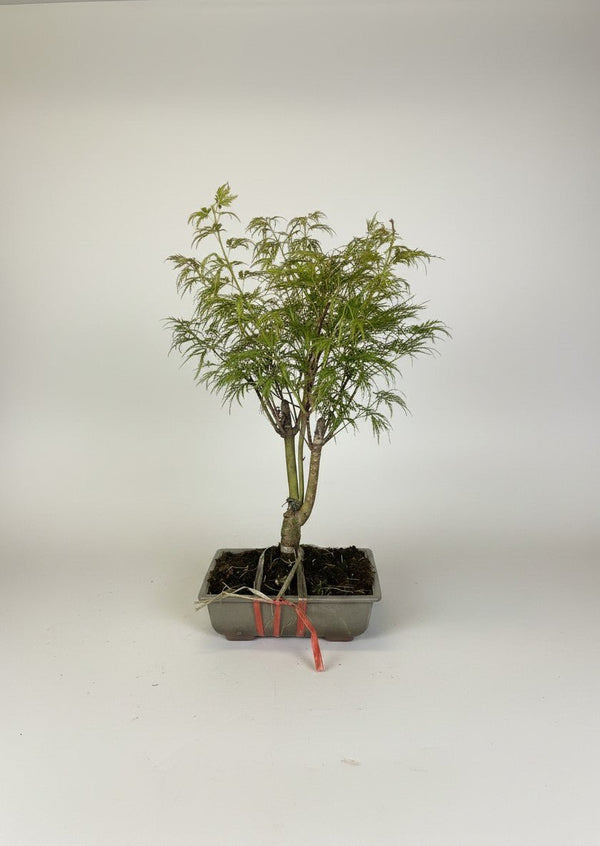 Tumbleweed Plants