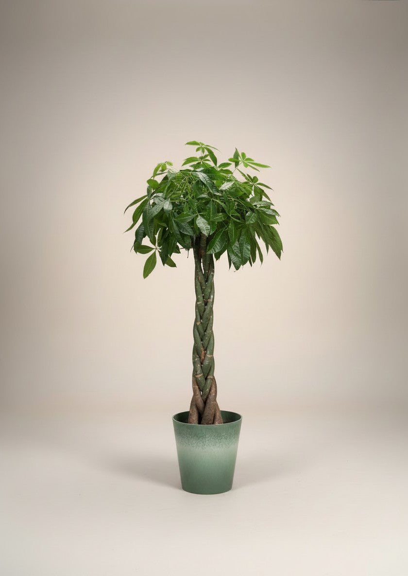 Second Chance: Yarra with Money Tree