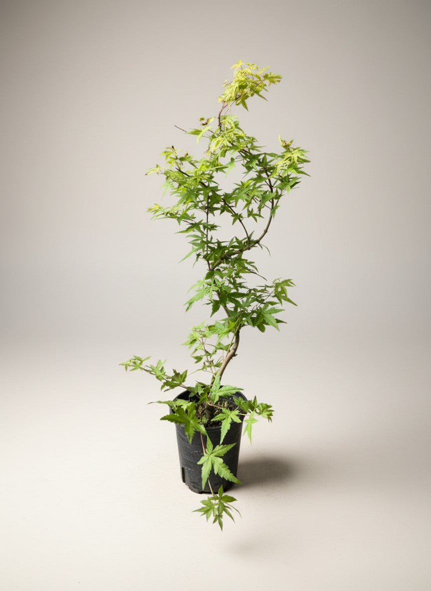 Grow Pot