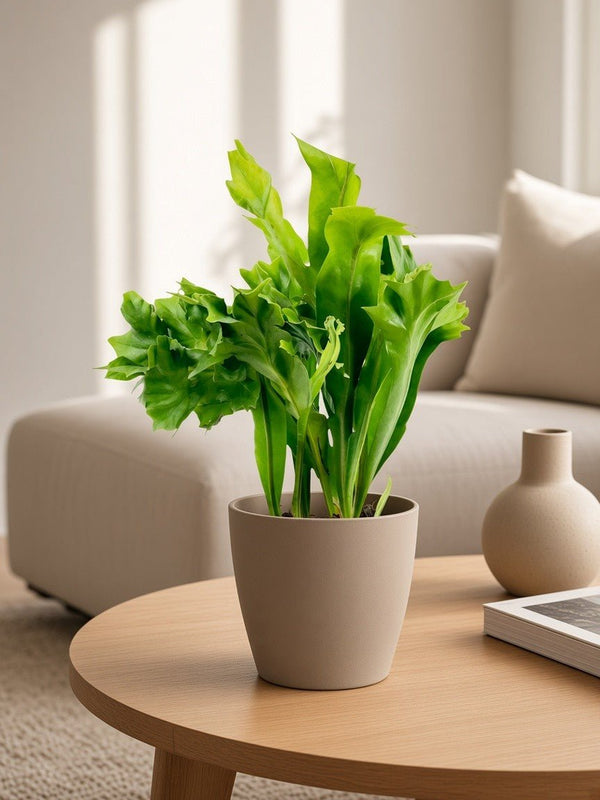 Fishtail Fern - Potted plant - POTT-FISH-GRW-5216 - Tumbleweed Plants - Online Plant Delivery Singapore