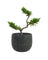 Pyramidal Scots Pine (3 Tier)