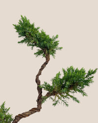 Pyramidal Scots Pine (3 Tier) - grow pot - Potted plant - Tumbleweed Plants - Online Plant Delivery Singapore