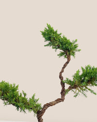 Pyramidal Scots Pine (3 Tier) - grow pot - Potted plant - Tumbleweed Plants - Online Plant Delivery Singapore
