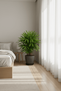 Raphis Palm - Potted plant - POTT - RAPH - GRW - 7429 - Tumbleweed Plants - Online Plant Delivery Singapore