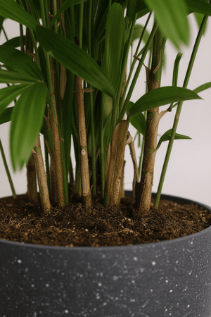Raphis Palm - Potted plant - POTT - RAPH - GRW - 7429 - Tumbleweed Plants - Online Plant Delivery Singapore