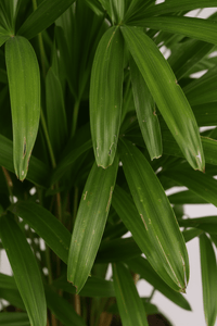 Raphis Palm - Potted plant - POTT - RAPH - GRW - 7429 - Tumbleweed Plants - Online Plant Delivery Singapore