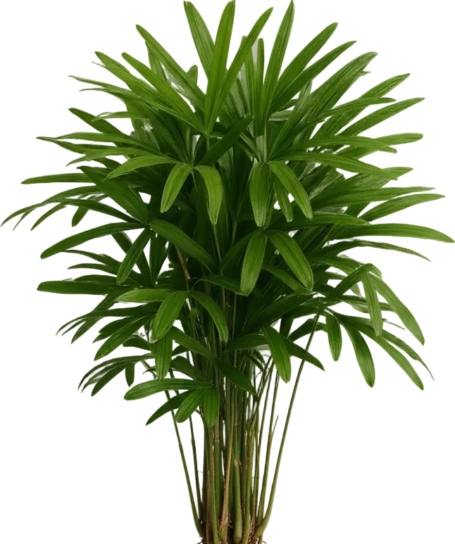 Raphis Palm
