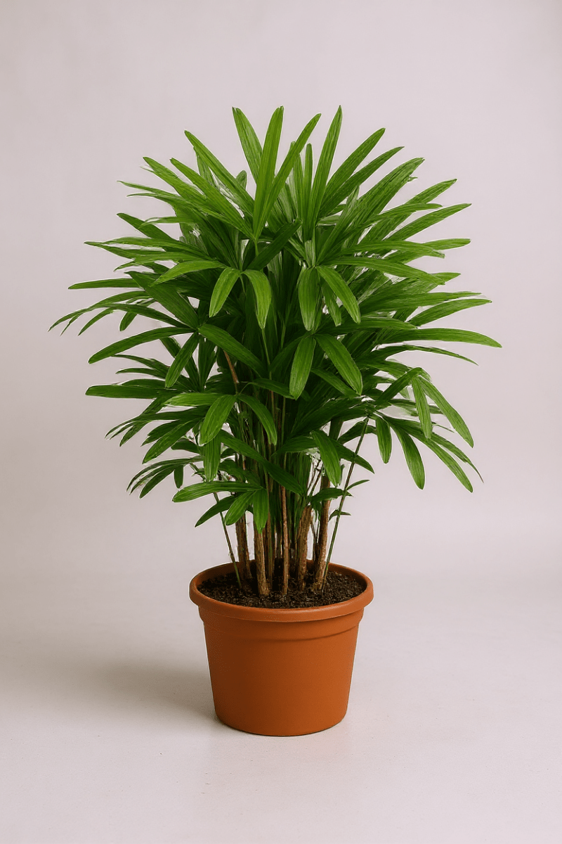 Raphis Palm - Potted plant - POTT - RAPH - GRW - 7429 - Tumbleweed Plants - Online Plant Delivery Singapore