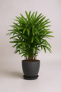Raphis Palm - Potted plant - POTT - RAPH - GRW - 7429 - Tumbleweed Plants - Online Plant Delivery Singapore