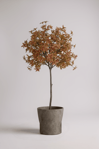 Japanese Andromeda - Real - Trunk Artificial - Potted plant - 4921603839550 - Tumbleweed Plants - Online Plant Delivery Singapore