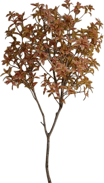 Japanese Andromeda - Real-Trunk Artificial