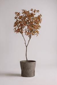 Japanese Andromeda - Real - Trunk Artificial - Potted plant - 4921603839551 - Tumbleweed Plants - Online Plant Delivery Singapore