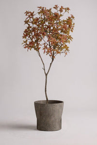Japanese Andromeda - Real - Trunk Artificial - Potted plant - 4921603839552 - Tumbleweed Plants - Online Plant Delivery Singapore