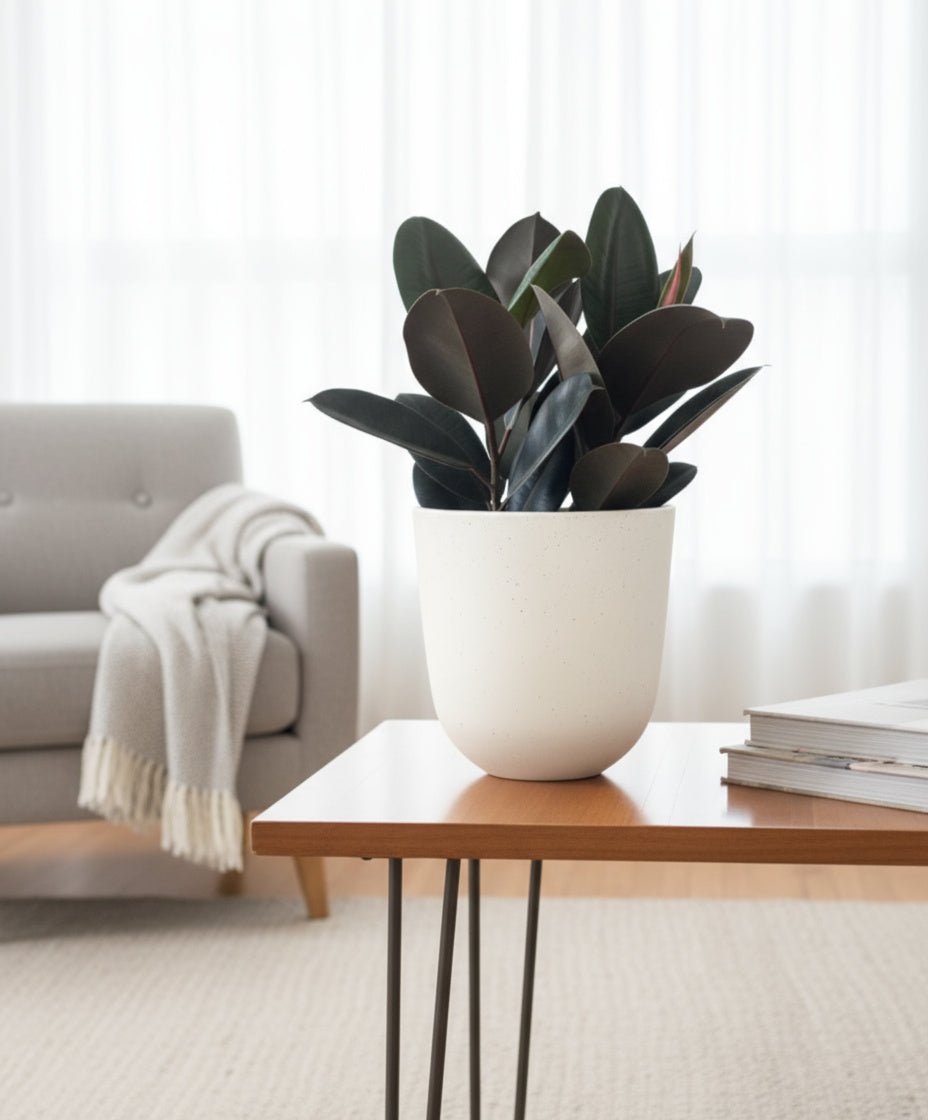 Rubber Plant Burgundy - Potted plant - POTT - RUBB - GRW - 7454 - Tumbleweed Plants - Online Plant Delivery Singapore