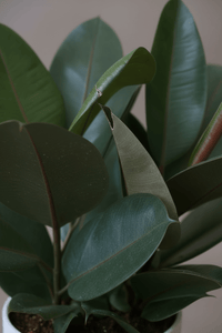 Rubber Plant Burgundy - Potted plant - POTT - RUBB - GRW - 7454 - Tumbleweed Plants - Online Plant Delivery Singapore