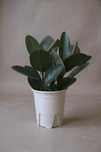 Rubber Plant Burgundy - Potted plant - POTT - RUBB - GRW - 7454 - Tumbleweed Plants - Online Plant Delivery Singapore