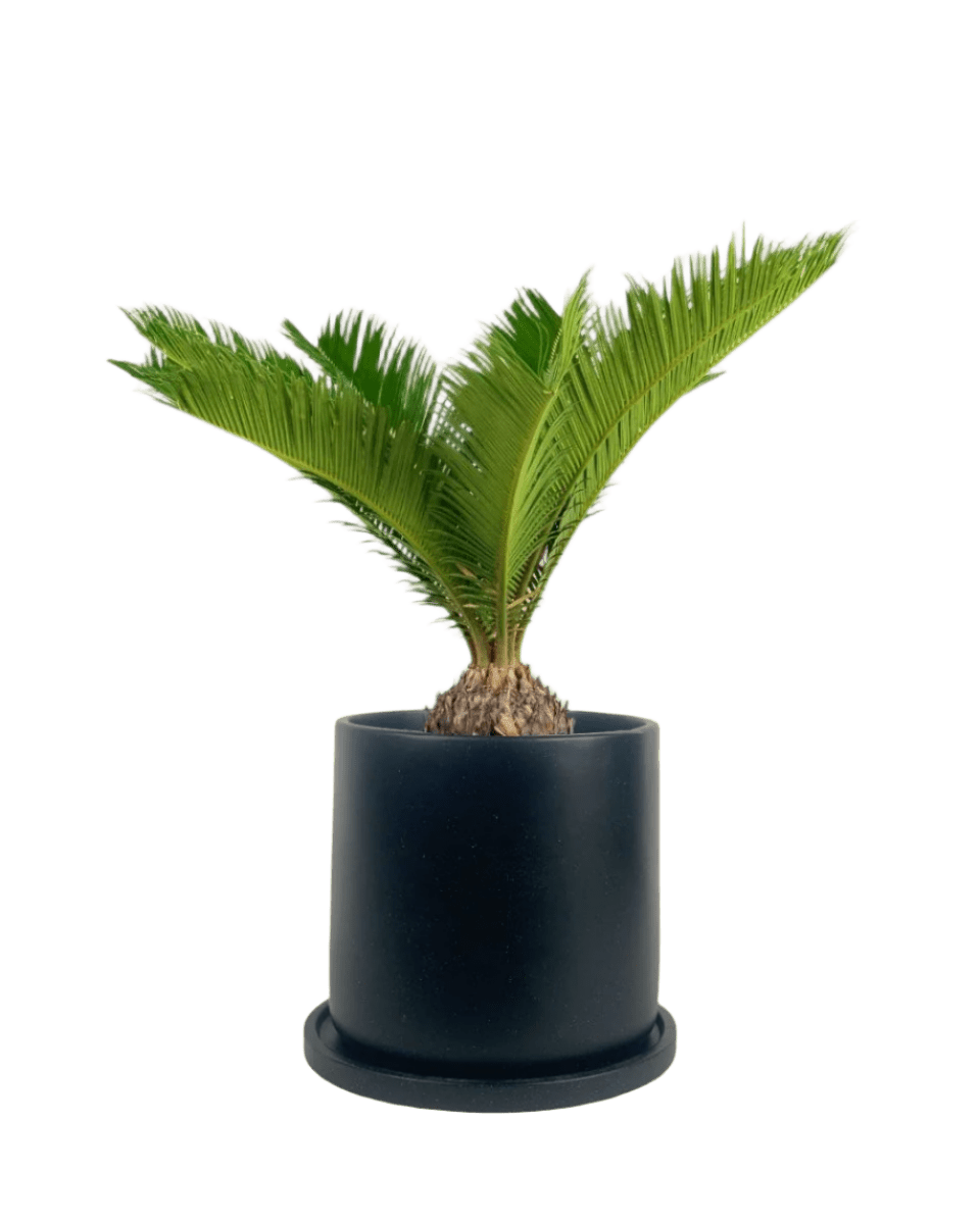 Sago Palm (0.4m) paired with brindle pot - large/black