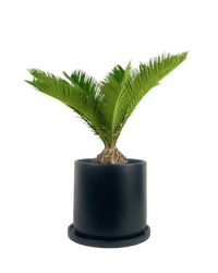 Sago Palm (0.4m) paired with brindle pot - large/black
