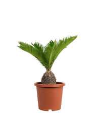 Sago Palm (0.4m) in a grow pot