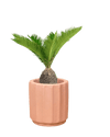 Sago Palm (0.6m) - Potted plant - JUST - SAGO - RMN - 3776 - Tumbleweed Plants - Online Plant Delivery Singapore