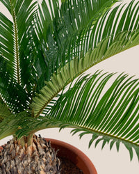 Sago Palm (0.6m) - Potted plant - JUST - SAGO - RMN - 3776 - Tumbleweed Plants - Online Plant Delivery Singapore