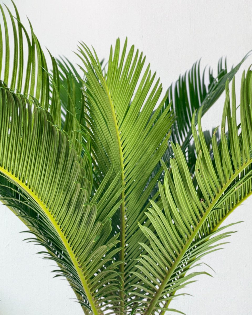 Sago Palm (0.6m) - roman planter - almond - Potted plant - Tumbleweed Plants - Online Plant Delivery Singapore