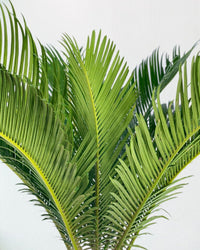 Sago Palm (0.6m) - roman planter - almond - Potted plant - Tumbleweed Plants - Online Plant Delivery Singapore