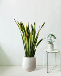 Sanseviera Trifasciata Laurentii (1.0m) - grow pot - Potted plant - Tumbleweed Plants - Online Plant Delivery Singapore