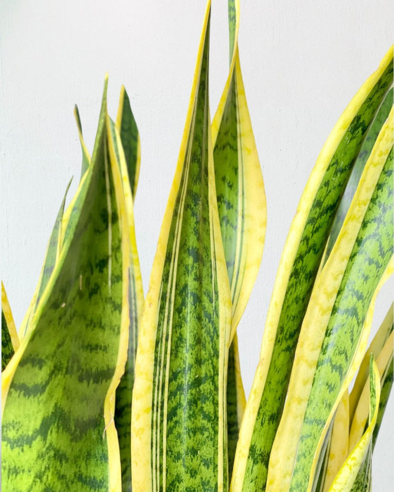 Sanseviera Trifasciata Laurentii (1.0m) - grow pot - Potted plant - Tumbleweed Plants - Online Plant Delivery Singapore