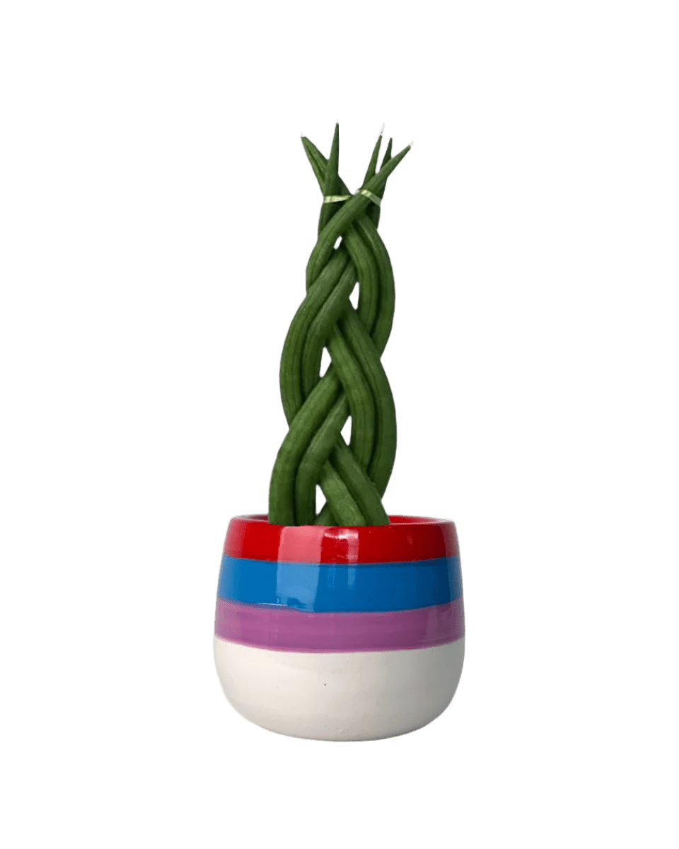 Sansevieria Skyline Twist paired with poppy planter - rapunzel