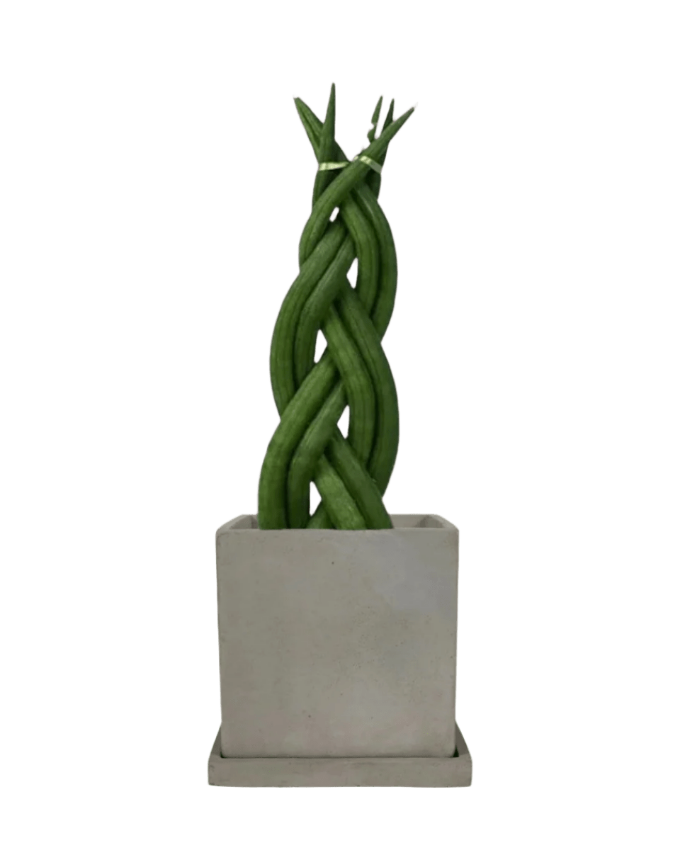 Sansevieria Skyline Twist paired with smoffy cement planter - square