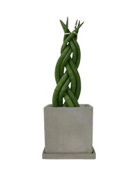 Sansevieria Skyline Twist paired with smoffy cement planter - square