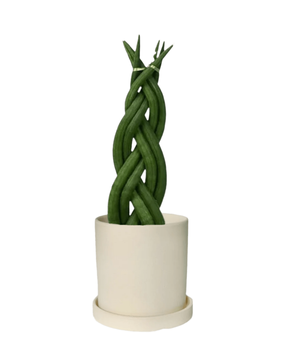 Sansevieria Skyline Twist paired with white flour planter - cylinder