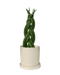 Sansevieria Skyline Twist paired with white flour planter - cylinder