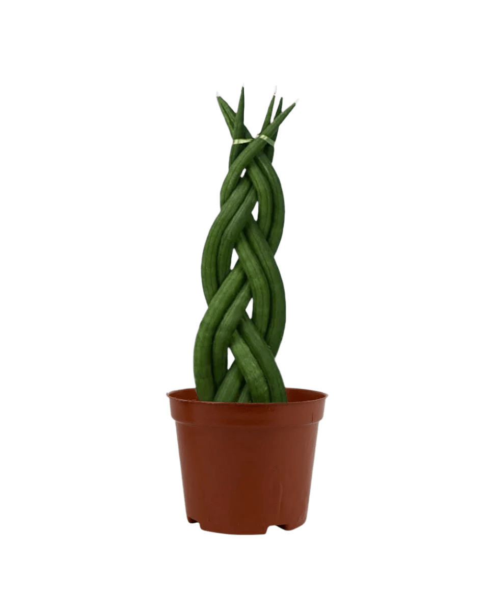 Sansevieria Skyline Twist in a grow pot