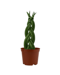Sansevieria Skyline Twist in a grow pot