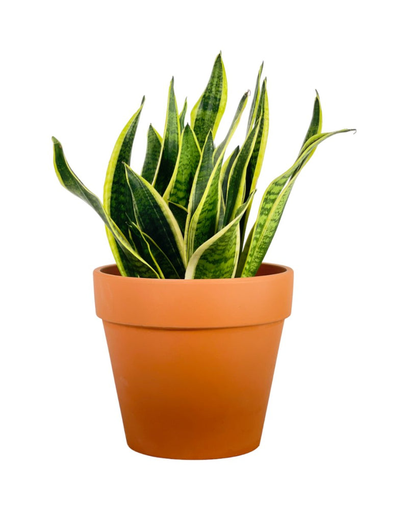 Sansevieria Trifasciata Laurentii (0.5m) - carter planter large - Potted plant - Tumbleweed Plants - Online Plant Delivery Singapore