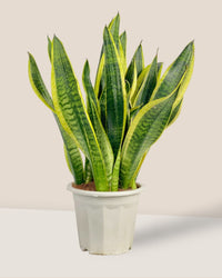 Sansevieria Trifasciata Laurentii (0.5m) - grow pot - Potted plant - Tumbleweed Plants - Online Plant Delivery Singapore