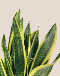 Sansevieria Trifasciata Laurentii (0.5m) - grow pot - Potted plant - Tumbleweed Plants - Online Plant Delivery Singapore