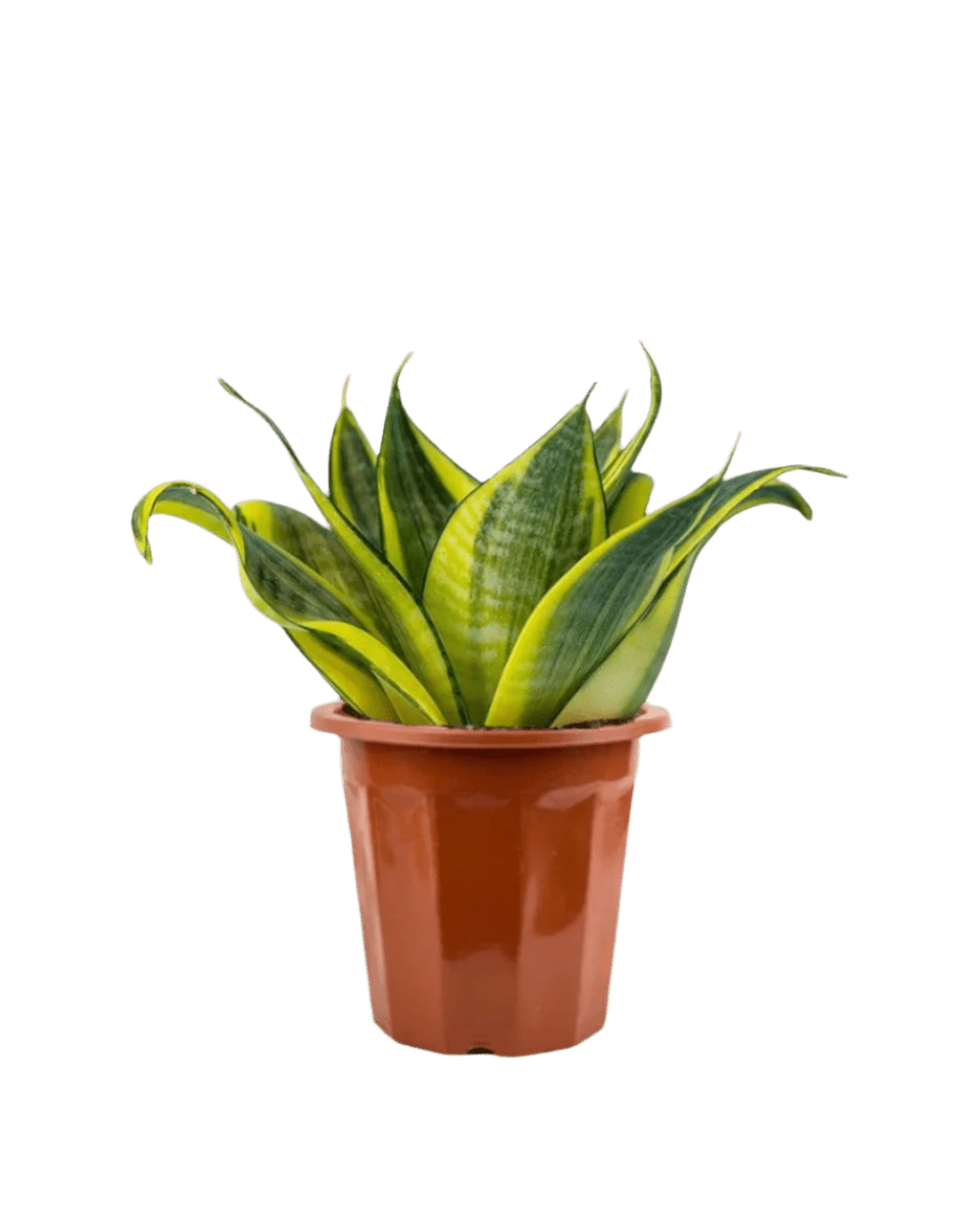 golden hahnii sansevieria Buy Best Sansevieria Trifasciata (Golden Hahnii)