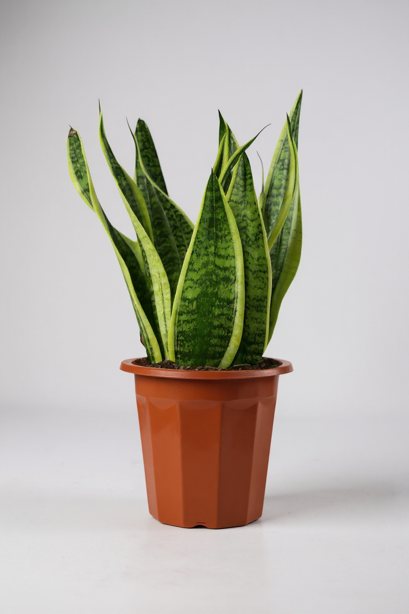 Sansevieria Trifasciata 'Futura Superba' - Potted plant -  Tumbleweed Plants