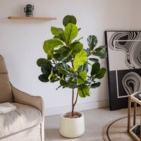 Fiddle-leaf Fig (Life-like Artificial)