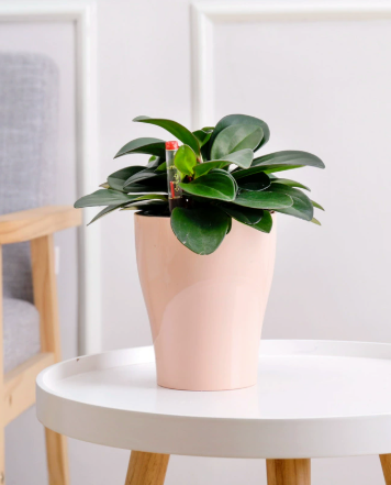 Viva HydroEase Pot - Small