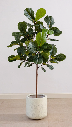 Fiddle-leaf Fig (Life-like Artificial)
