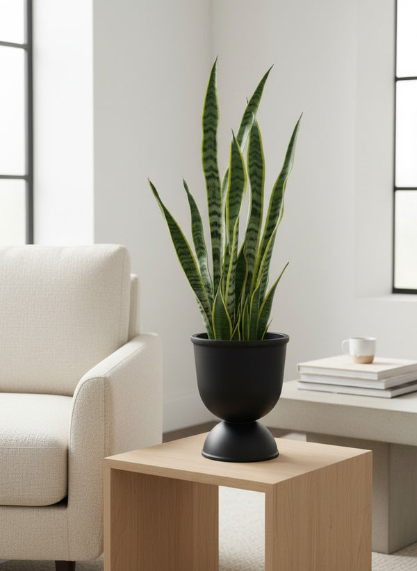 Second Chance: Celavi with assorted FREE PLANT