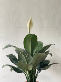 Sensation Peace Lily